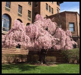 Cherry Tree donated by Capone to Union Memorial Hospital