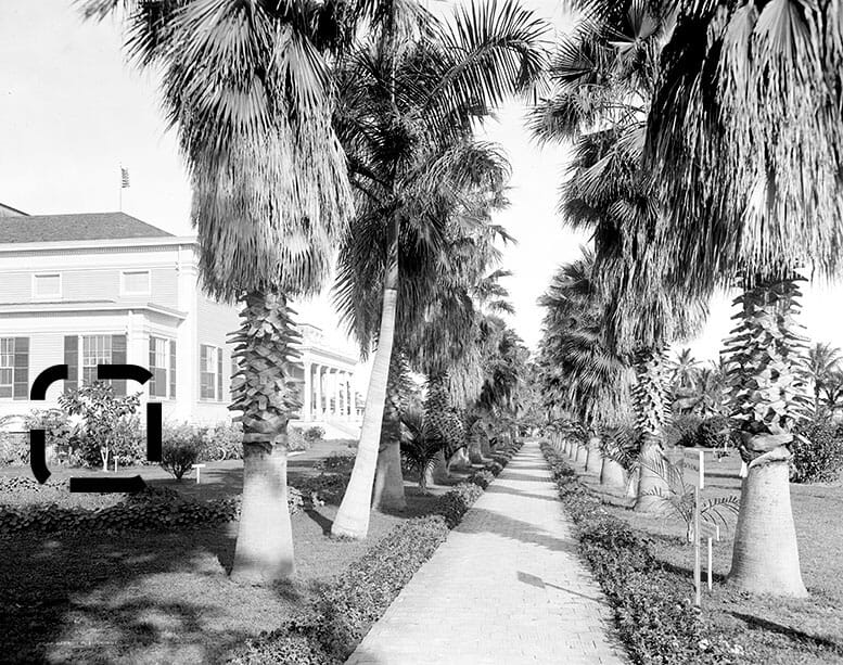Royal Palm Gardens in 1903. The banyan sapling is highlighted by black box.