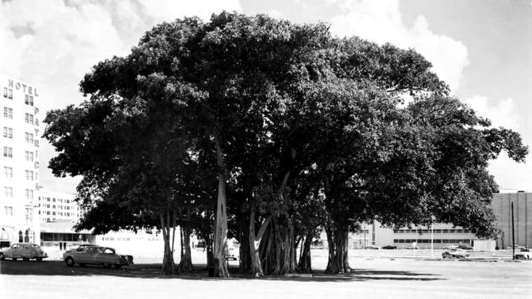 Closeup of banyan tree in parking lot on November 28, 1950