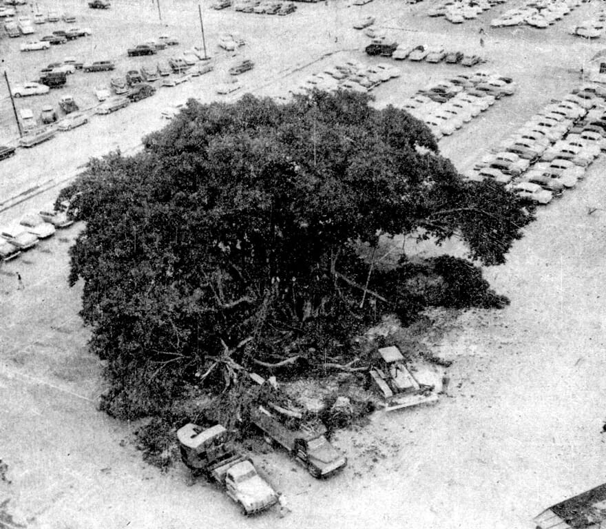 Banyan tree being removed on December 10, 1955.