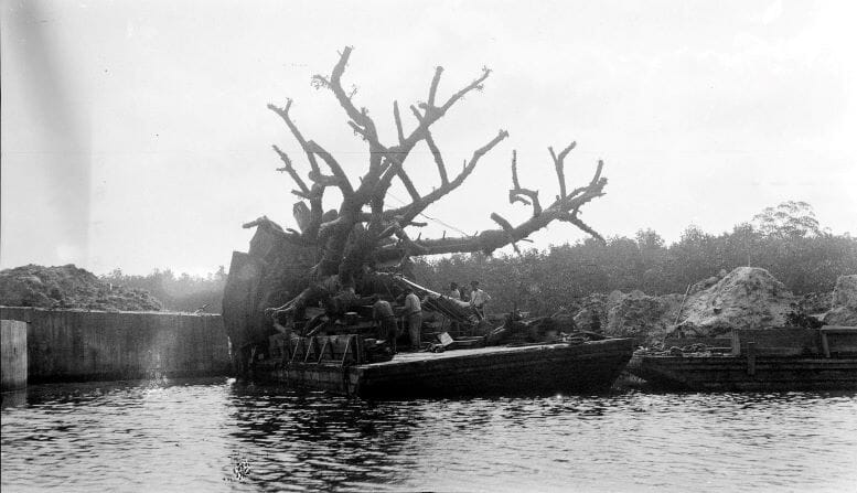 Banyan Fig Tree arriving at Vizcaya in 1916