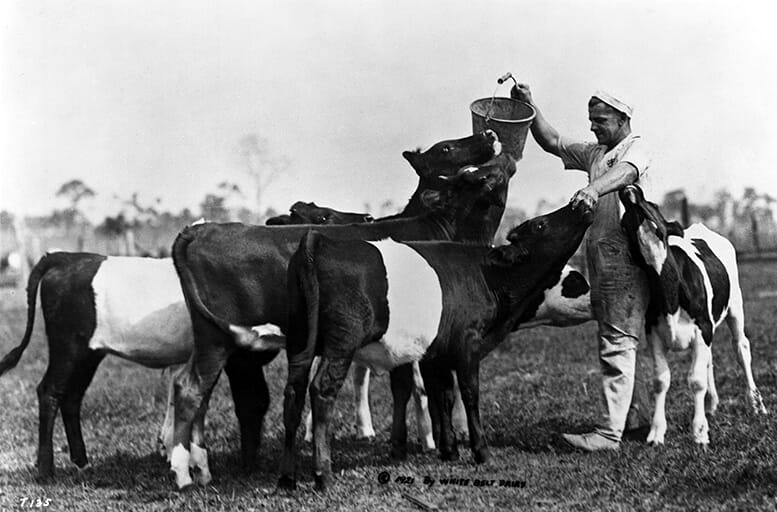 White Belt Dairy worker in 1921